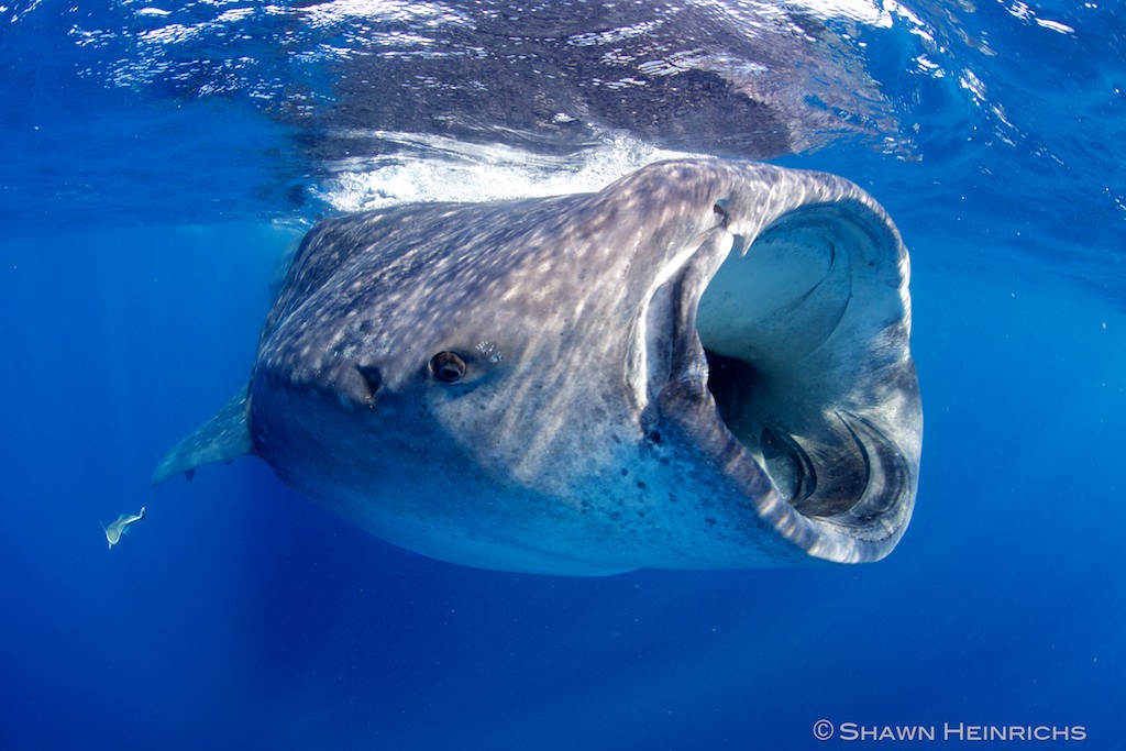 JASA-Blue Sphere Media-Wetpixel Mexico Whale Shark Aggregation