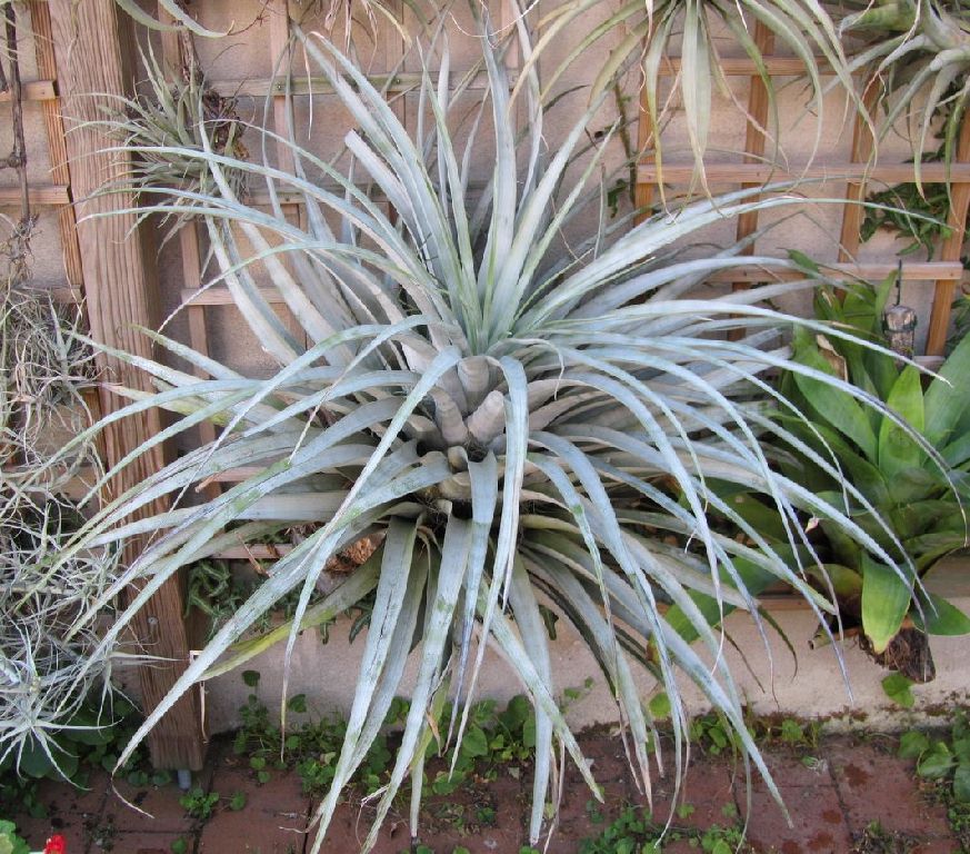 Bromeliads in Australia - Tillandsia mima var. chiletensis