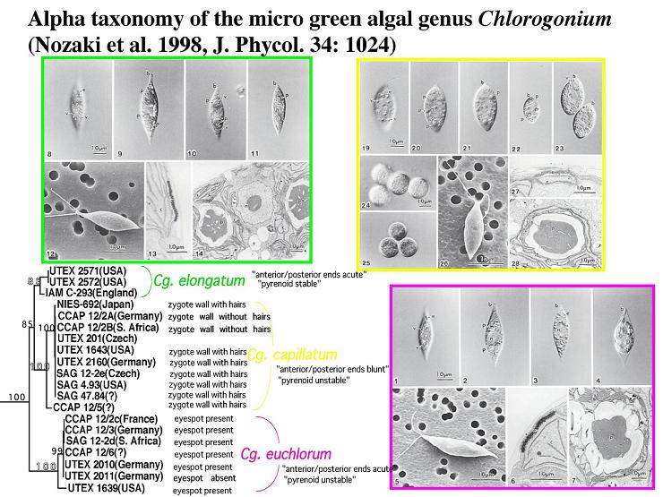 Research - 多様性起源学研究室（野崎研）
