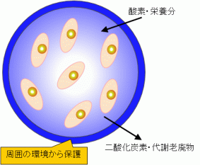細胞包括マイクロカプセル-田谷研究室の研究概要