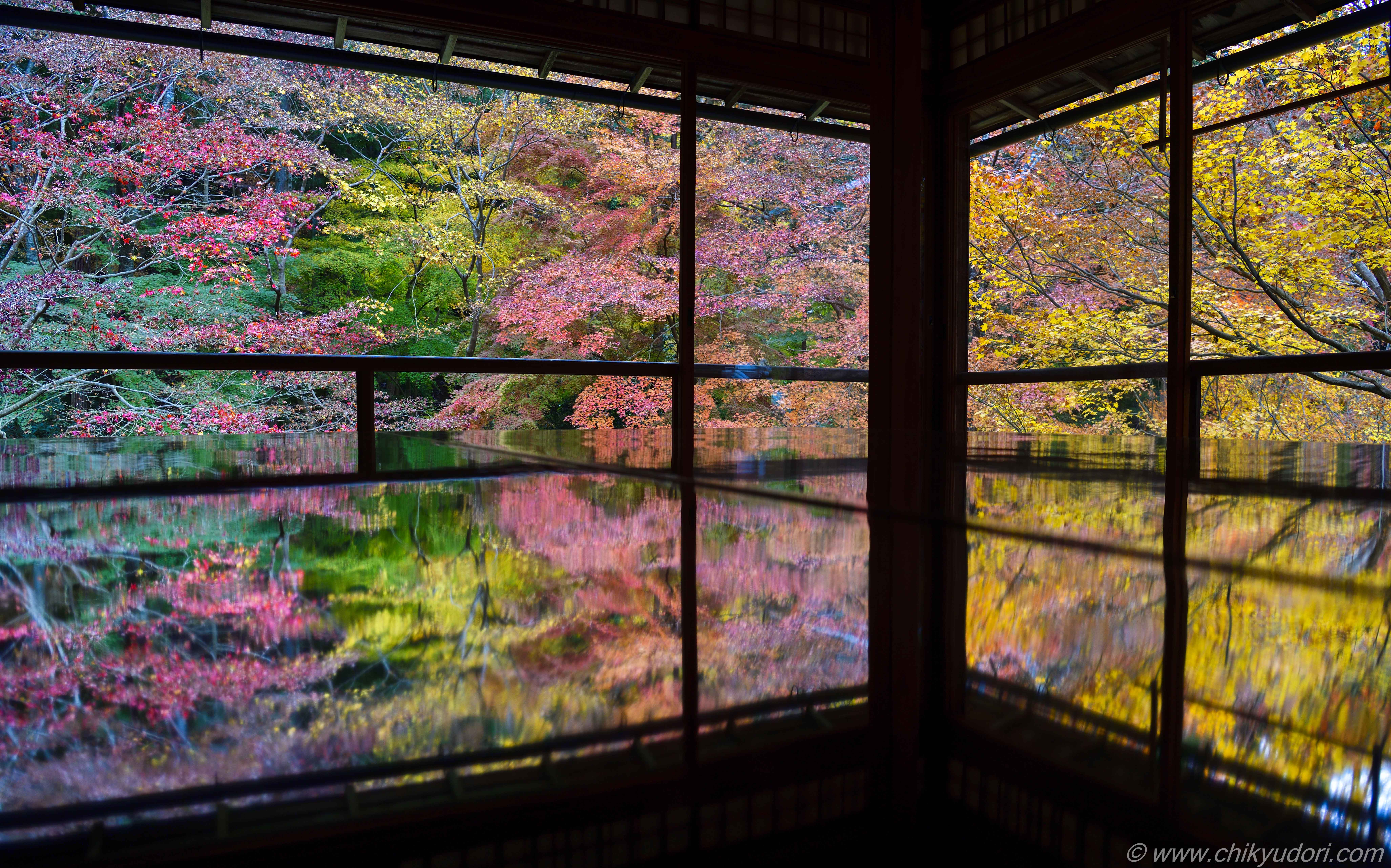 新緑と紅葉が反射する床もみじ。京都八瀬の瑠璃光院の春秋の特別拝観と