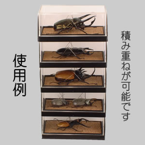 標本コレクターズケースS