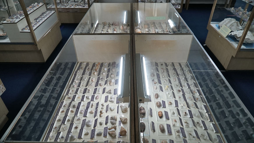 第3室 世界と日本の珍しい貝 | つやま自然のふしぎ館