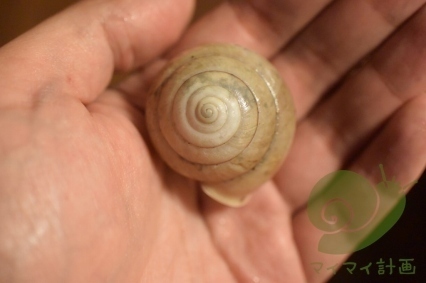 かたつむり的世界観