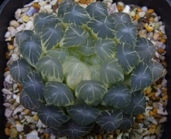 Haworthia Society of Japan - Journal