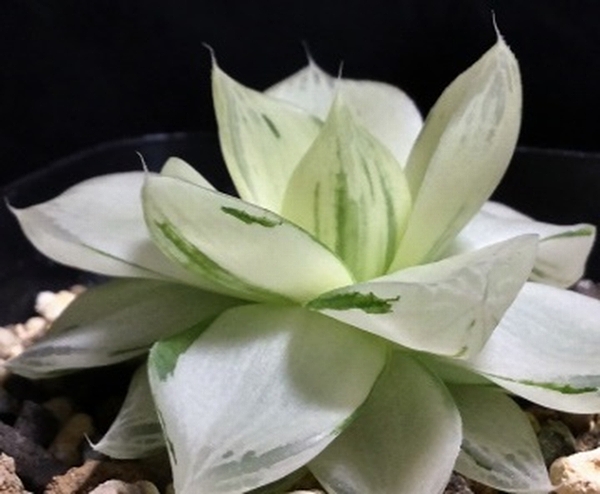 Haworthia Society of Japan - Journal