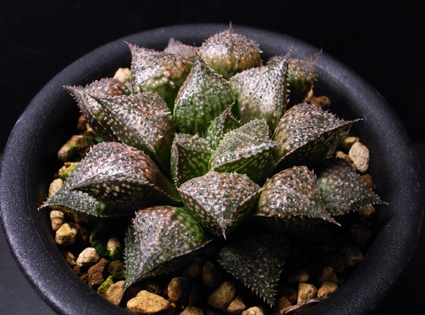 Haworthia Society of Japan - Journal