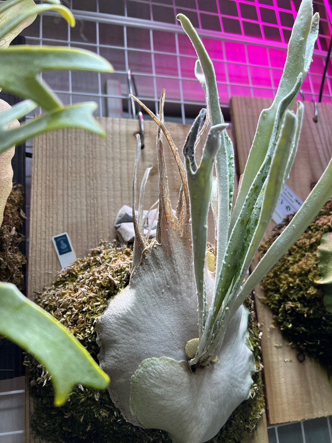 P. veitchii 'Auburn River' – ひだまりプランツ -Hidamari plants