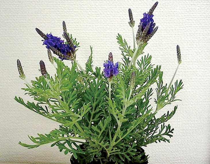 755493d0-1d12-11ec-8a8e-