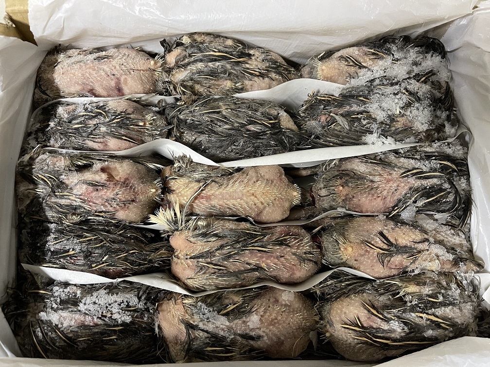 フクロウの餌｜冷凍ウズラ・カットウズラ・ウズラのミンスの販売・通販