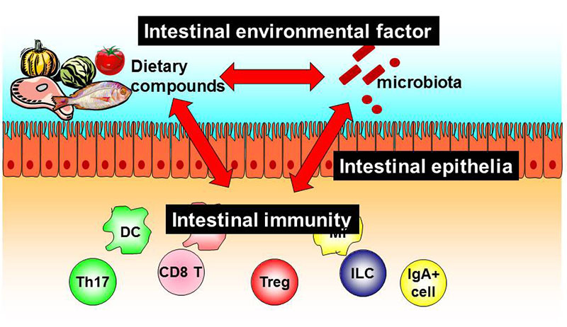 粘膜免疫学 | People | IFReC 大阪大学免疫学フロンティア研究センター
