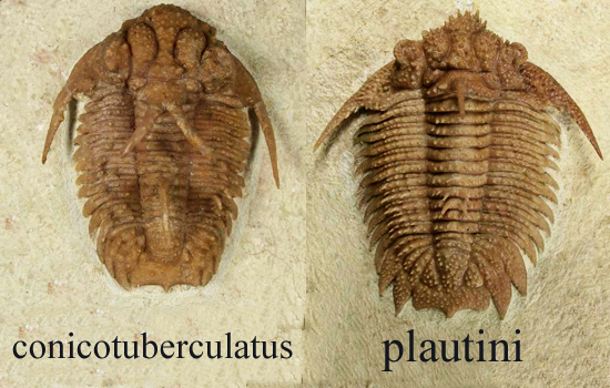 ロシア産三葉虫ホプロリカス（Hoplolichas）の種類について | 恐竜化石