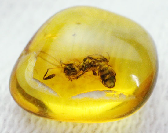 新着化石 アリ入り！虫入り琥珀 | 化石セブンの最新情報