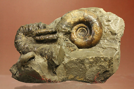 異常巻きと平巻きが同居した北海道産アンモナイトの立体標本