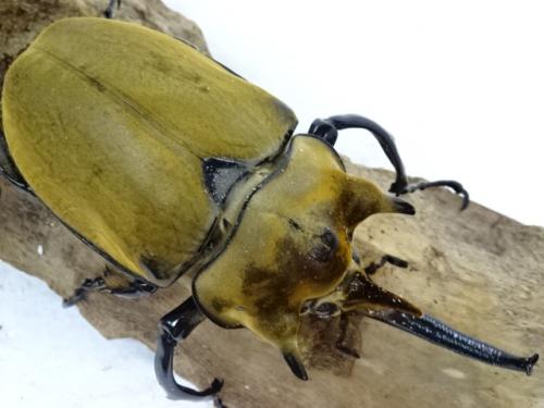 くわかぶプラネット / イイジマゾウカブト(オス単品)