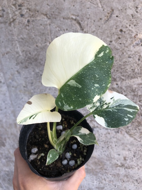 モンステラ デリシオーサ イエローモンスター Monstera deliciousa