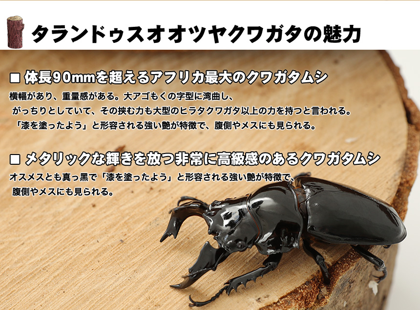 タランドゥスオオツヤクワガタ オス メス ペア LLサイズ オオクワガタ