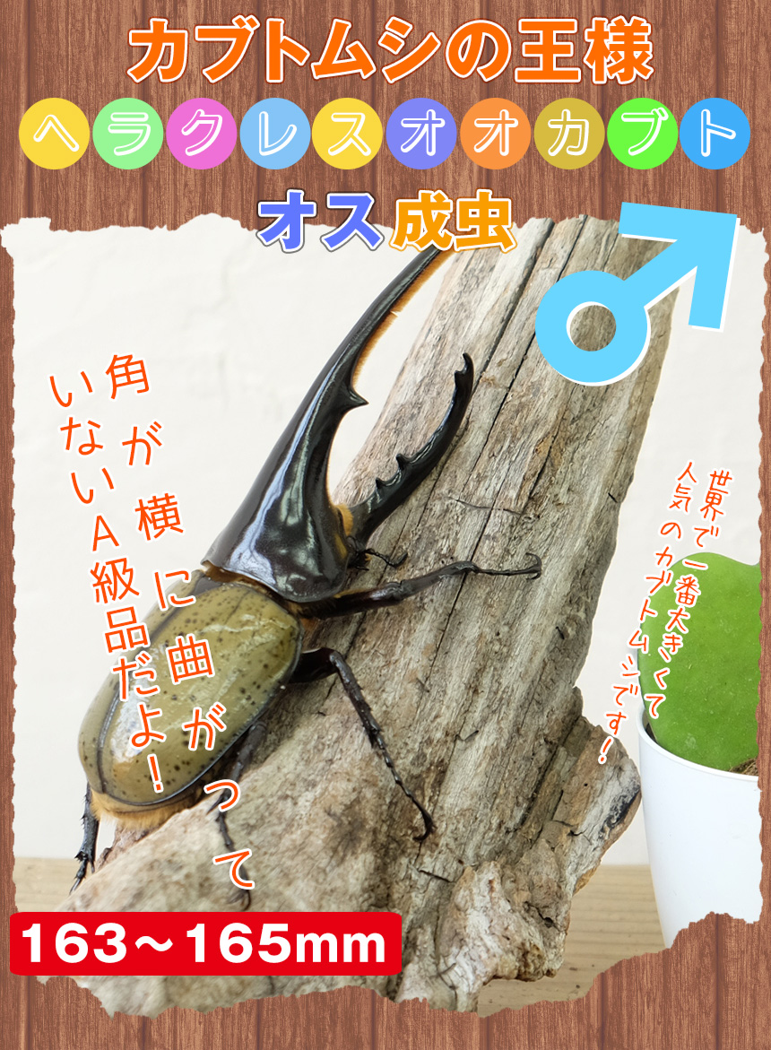 超大型！ヘラクレスオオカブト 成虫 A級品 オス 163〜165ミリ