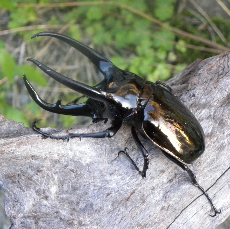 コーカサスオオカブトムシ 成虫 オス 特大サイズ オオクワガタ幼虫