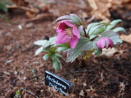 チベタヌス」～幻のクリスマスローズ～がついに開花しました。｜cafe&