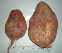 実践者の声 第1回 楢崎皐月氏の直弟子・松原喜一さんを訪ねて（4/7）