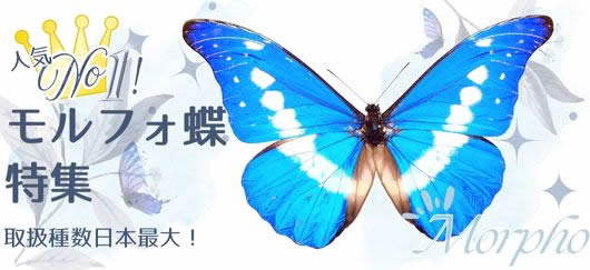 ガラスケースフレームリニューアルのご案内 , お知らせ , 蝶の標本