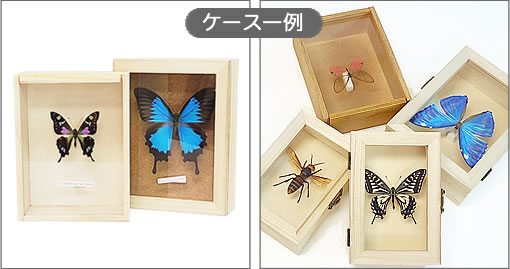 ミヤマカラスアゲハ／オス , アゲハ蝶科標本 , 蝶の標本 販売・通販の