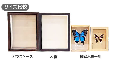 オオクジャクアゲハ , 蝶の標本 販売・通販のNatureShop|モルフォや