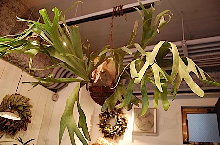 ビカクシダ吊り - Collection : コレクション - NEO GREEN : ネオグリーン