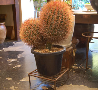 フェロカクタス・赤刺金冠竜 - Collection : コレクション - NEO GREEN