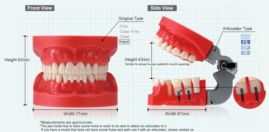 Explanation of NISSIN models and articulators | NISSIN DENTAL