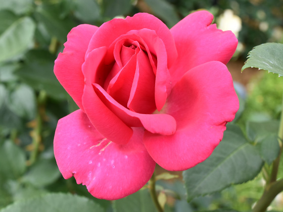 王妃マリーアントワネット - バラ図鑑 - NOIBARA