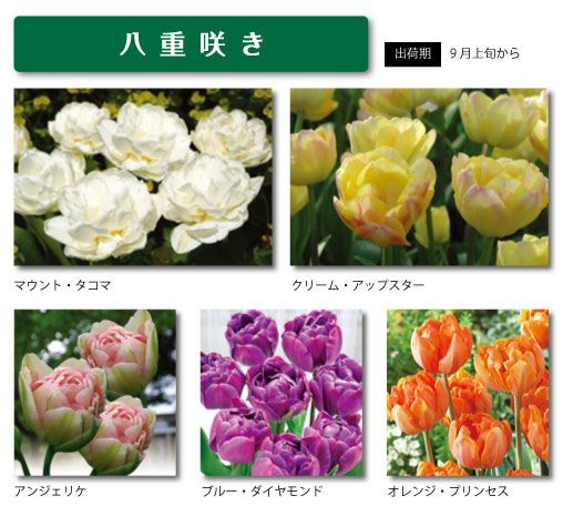 商品紹介 チューリップ 八重咲き｜大森プランツ
