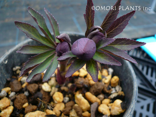 原種系クリスマスローズ アトロルーベンス 生育状況 | 大森プランツ