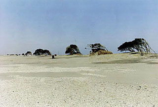 清野賀子『THE SIGN OF LIFE』