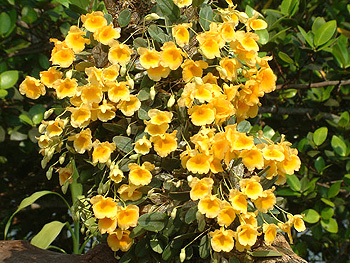 ミャンマーの野生ラン Wild Orchids in Myanmar Dr. Yoshitaka Tanaka