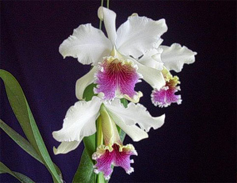 C. rex - カトレアの部屋 Abiko Orchid Room -