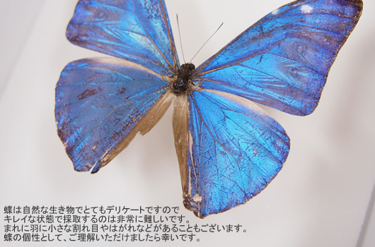 エガーモルフォ(エガモルフォ) , キーワード「モルフォ」 , 蝶の標本