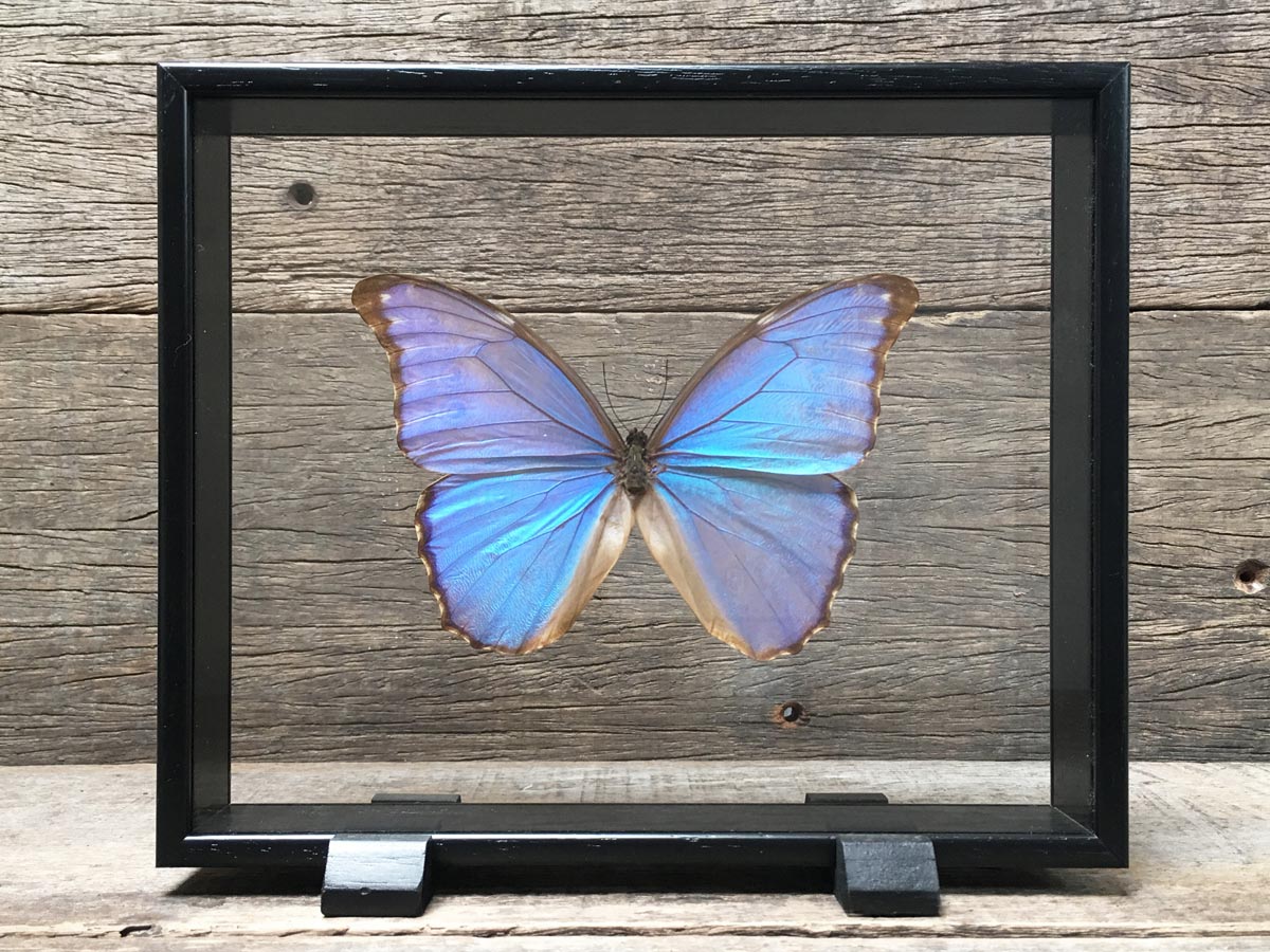 Morpho godarti Vitrine – the Otherist