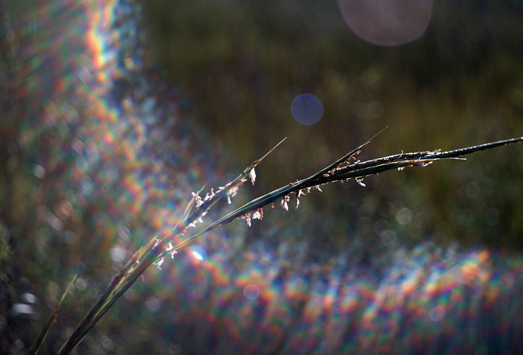 Meyer Optik Görlitz Primagon 35mm f/4.5 - Dyxum