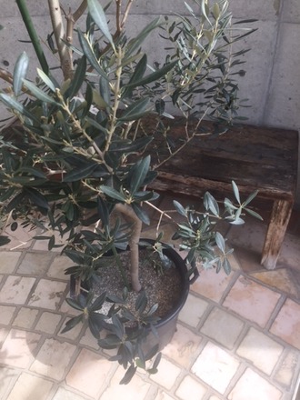 オリーブの木 【バロウニ】 (Powerdio Club)