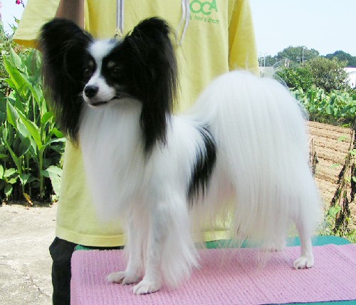 パピヨンショーイング2008