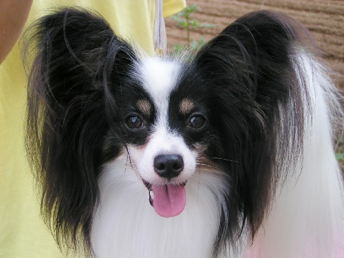 ◇パピヨンブリーダー：パピヨンの優雅◇