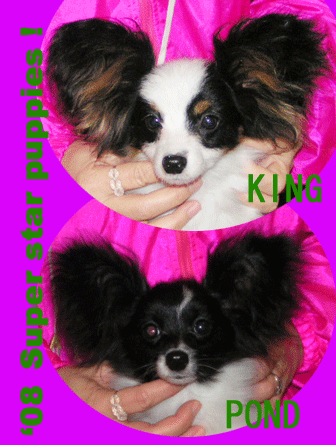 パピヨンショーイング2008