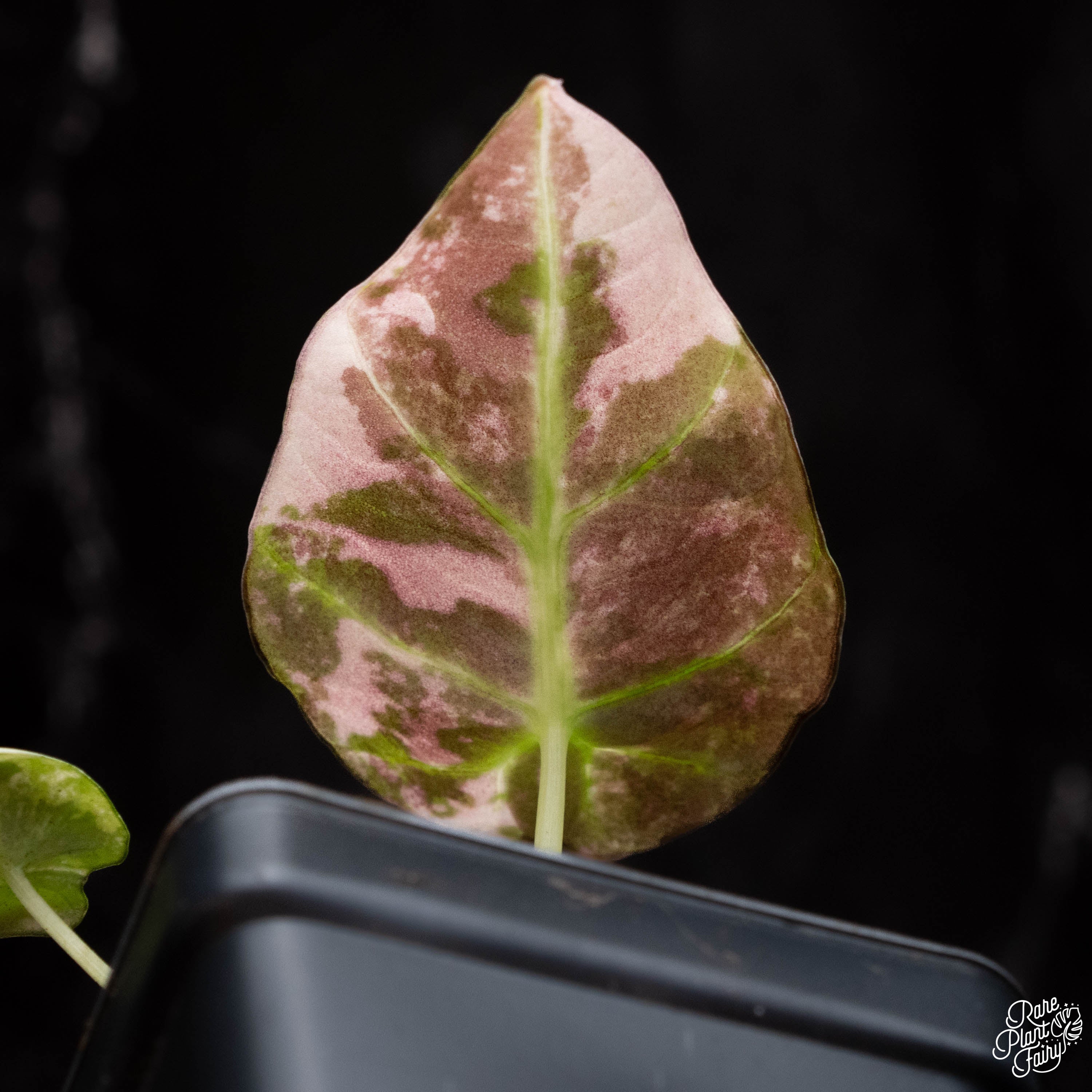 Alocasia 'Black Velvet' pink variegated *Grower's Choice* – Rare