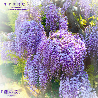 藤の花」ウタヨミビト official web site PAGE