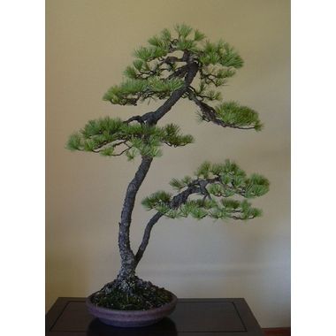 五葉松（双幹文人）ー樹高75cm、幅53cmー和南蛮丸 彩霞園