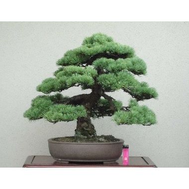 五葉松～樹高43cm、幅52cm～和楕円 彩霞園｜盆栽販売 小品盆栽