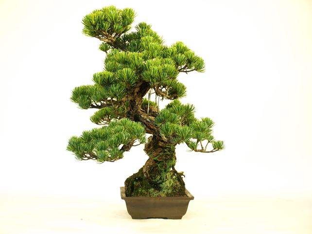 五葉松盆栽 斜幹 No.a9-33 | 五葉松 専門盆栽園 松風園(しょうふうえん