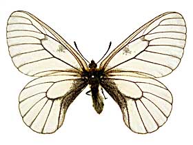 ウスバアゲハ属その1